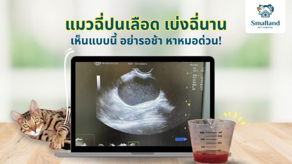 Cover Website แมวฉี่ปนเลือด เบ่งฉี่นาน