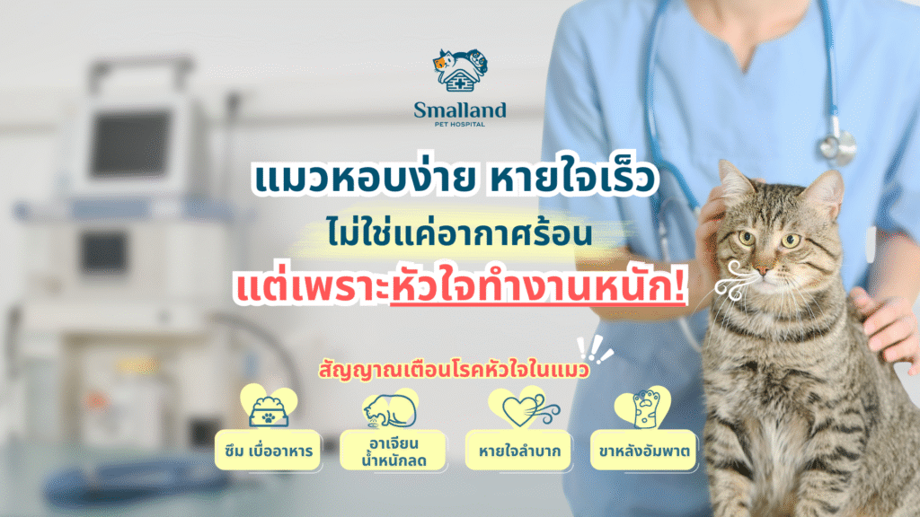 Cover Website แมวหอบง่าย หายใจเร็ว 
