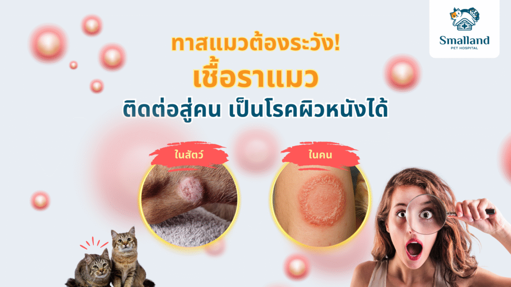 Website - เชื้อราแมว 2