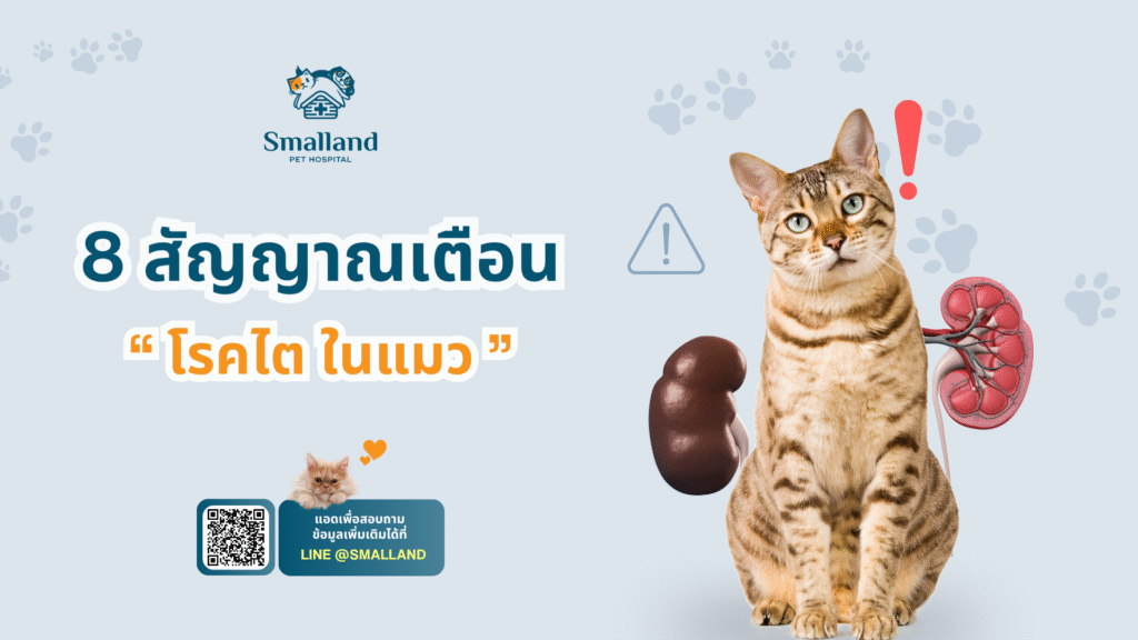 8 สัญญาณเตือน โรคไต ในแมว