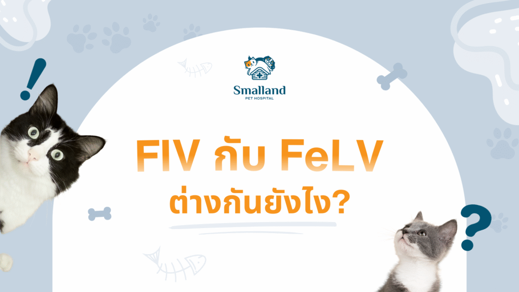 FIV กับ FeLV ต่างกันยังไง