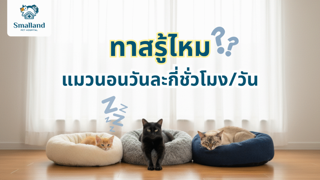 แมวนอนกี่ชั่วโมง 2